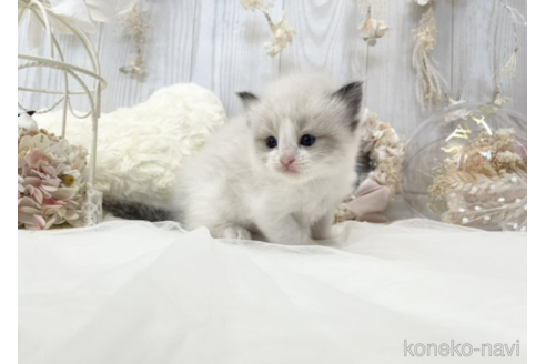 成約済の大阪府のラグドール-48165の14枚目